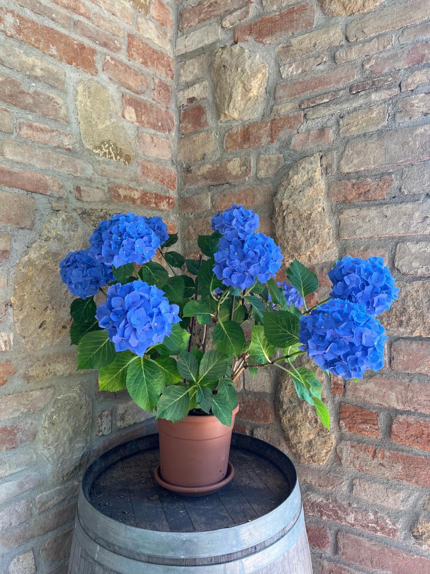 Agriturismo Il Gonzeto, Montepulciano Stazione Extérieur photo